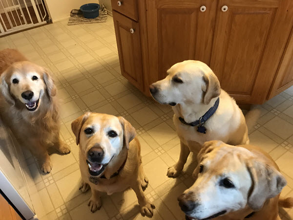 Picture of three Labrador retrievers and one golden retriever