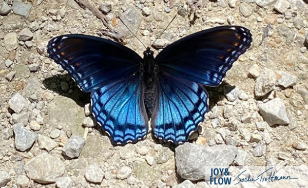 Blue Butterfly Jackie Trottmann Joy And Flow