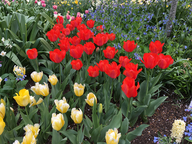 Late Tulips