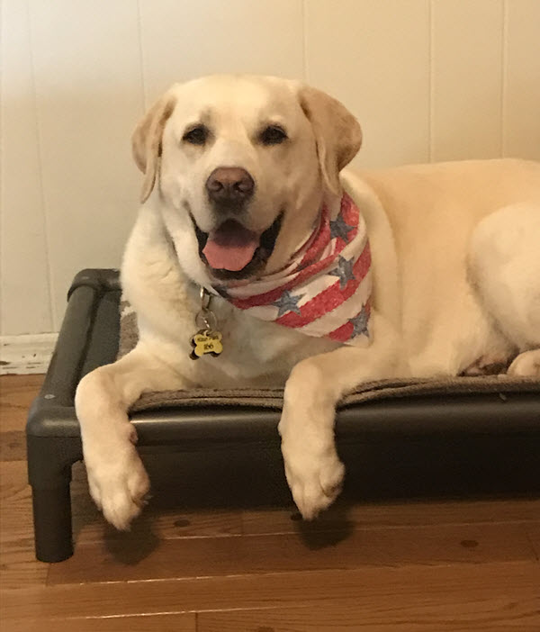 Seeker the yellow Labrador retriever